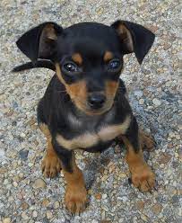 2 harlequin miniature pinscher puppies available for adoption. Min Pin Pups Web Page