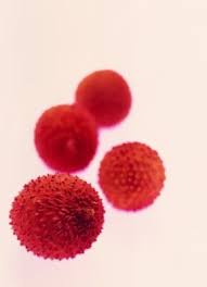 How To Grow Lychee Indoors How To Grow Lychee Lychee Tree Pink Fruit