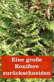 Ab oktober, manche sagen auch schon ab september, und im winter wird nicht geschnitten. Sehr Grosse Koniferen Zuruckschneiden Gartenbob De Der Garten Ratgeber