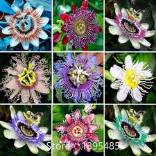 passion flower passiflora incarnata 100pcs bag certified pure live seed true native seed plant for home g sementes de flores flores incomuns flores raras