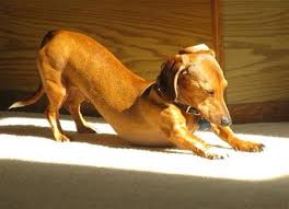Image result for downward dog