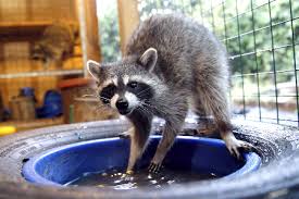 Check spelling or type a new query. Watch This Adorable Raccoon Washing Its Hands For 30 Seconds Will Make Your Day You