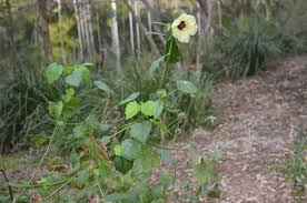 Image result for Hibiscus diversifolius