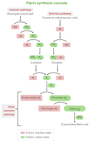 Image result for Common Clotting Pathway