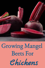 I just ordered from johnny's and happened to add some of the yellow mangels to try out. Growing Mangel Beets For Chickens Better Hens Gardens