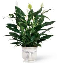 Find the best flowers & gifts on yelp: The Flowerloft