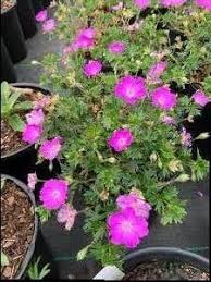 Image result for Geranium sanguineum Max Frei