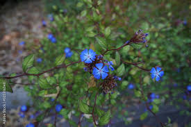 Image result for Ceratostigma griffithii