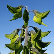 Image result for Crotalaria filicaulis