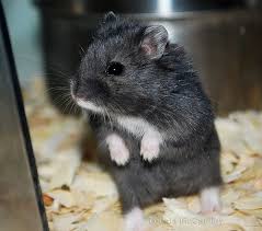 Are Black And White Syrian Hamsters Rare Pix For Fancy Russian Dwarf Hamster Gray Dwarf Hamster Hamster Funny Hamsters