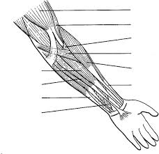 Human Anatomy Arm Coloring Pages Bulk Color In 2020 Anatomy Coloring Book Anatomy Coloring Pages