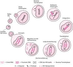 It is the final stage of. Humane Immundefizienz Virusinfektion Hiv Infektion Infektionskrankheiten Msd Manual Profi Ausgabe
