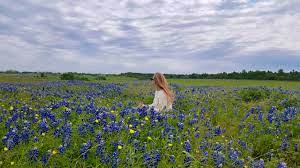 Your flowers bluebonnets stock images are ready. Where To Take Pictures Of Bluebonnets In Texas It S Not Hou It S Me