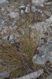 Image result for Abildgaardia ovata