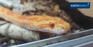 Corn Snake Weight Chart Corn Snake Weight Chart