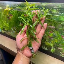 Image result for Pogostemon aquaticus