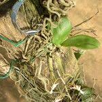 Image result for Aerangis collum-cygni