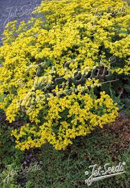 Image result for Grona stolzii