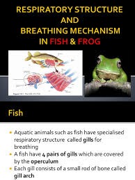 Respiration In Fish N Frog Pdf Gill Respiratory System