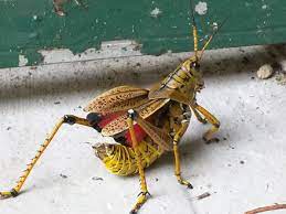 The list below showcases all grasshoppers and crickets related to the state/territory of florida currently in the insectidentification.org database. Romalea Wikiwand