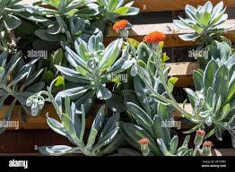 Image result for Kleinia fulgens