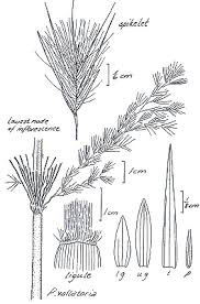 Image result for Phragmites karka