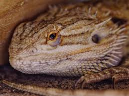 Place the reptile gently in the case and place the pillowcase next to your body under your shirt for warmth. How To Use Ceramic Heat Emitters To Keep Pet Reptiles Warm Pethelpful