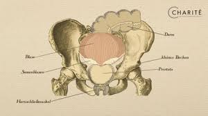 Explains prostate problems including prostatitis and benign prostatic hyperplasia. Gutartige Prostatavergrosserung Klinik Fur Urologie Charite Universitatsmedizin Berlin