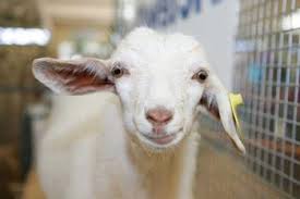 Tidak semua mimpi dapat ditafsirkan makna yang bermimpi melihat pemuda putih merupakan musuh yang tersembunyi, pemuda hitam adalah musuh yang kaya. Dream Tafsiran Dream Apa Kambing