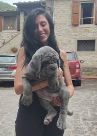63 5 die toten teile im tiefroten teich: Mastino Napoletano Beitrage Facebook