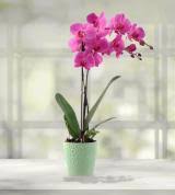 Visit our manhattan marketplace location in manhattan, ks! Flower Delivery Services Send Flowers Online Nationwide Avas Flowers