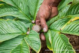 Gambar taman yang berbagai macam beserta penampakannya yang indah, cantik, mahal dan langka di dunia. Bisa Menurunkan Berat Badan Ini 6 Manfaat Porang Untuk Kesehatan