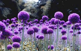 Download hd wallpapers for free on unsplash. Wallpaper Wallpaper Nature Flowers Purple Bloom Glade Alliums Images For Desktop Section Cvety Download