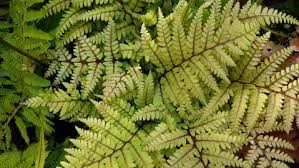 Image result for Athyrium newtonii