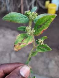 Image result for Thesium bequaertii