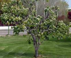 Quand planter un arbre fruitier ? Arbres Fruitiers Pour Petit Jardin Lesquels Choisir Et Ou Les Planter