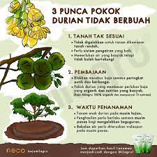 Cara guna baja durian guard dan dolomite untuk pokok durian Baja Milagro Pokok Durian Dah Lama Tidak Berbuah Facebook