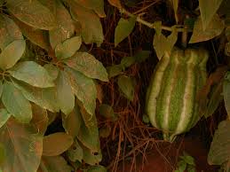 Image result for Telfairia