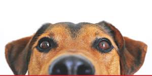 We did not find results for: Naples Dog Daycare Boarding Training Pampered Pet Resorts