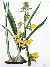 Image result for Eulophia angolensis