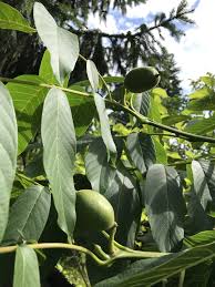 Check spelling or type a new query. Fruit Tree Identification General Fruit Growing Growing Fruit