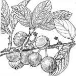 Image result for Vangueriopsis lanciflora