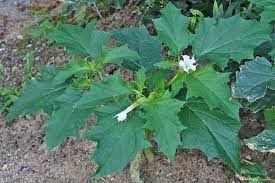 Anche tra piante spontanee possiamo trovare erbe officinali. Piante Velenose Da Evitare In Un Giardino Con Bambini Crea Giardino Piante Velenose Bambini