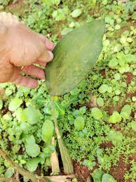 Image result for Oeceoclades saundersiana