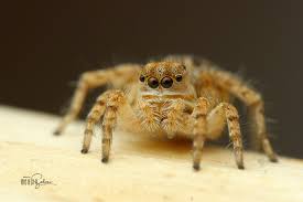 Image result for Nephrangis filiformis