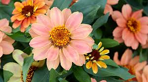 Maybe you would like to learn more about one of these? Container Plants That Don T Need Deadheading Garden Gate