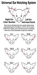 Pig Ear Notching Ear Notch Diagram My Life I Think I