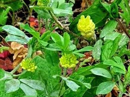 Image result for Trifolium campestre