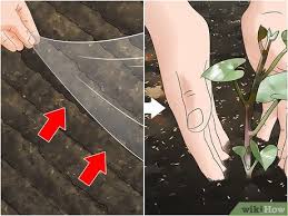 Let's see how to use nematodes for. How To Kill Nematodes 9 Steps With Pictures Wikihow