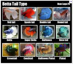 the genetics of betta fish tail types my aquarium club